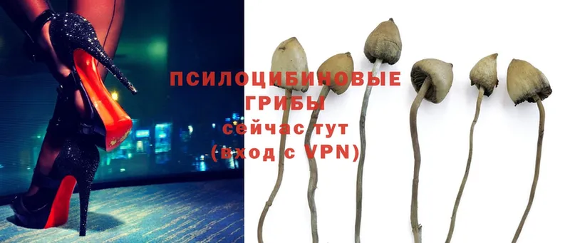 Галлюциногенные грибы Psilocybe  Дагестанские Огни 