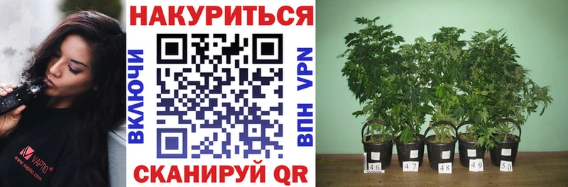 купить   darknet какой сайт  Канабис White Widow  Дагестанские Огни 